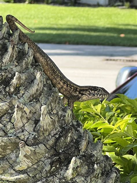 Lizard? Bahamian Curly Tail? Skink? Godzilla? Spotted in South Florida ...