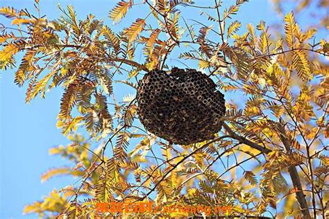 马蜂窝有什么药用价值 马蜂巢是什么做的_蜂蜜百科_做法,功效与作用,营养价值z.xiziwang.net