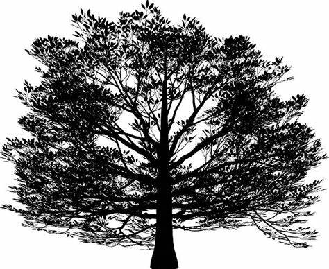 Beech Tree Illustrations, Royalty-Free Vector Graphics & Clip Art - iStock
