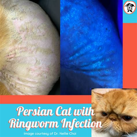 Ringworm - Your Vet Wants You to Know