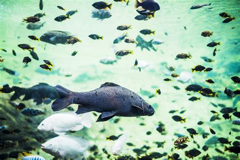 How Often Should I Feed My Fish? | Complete Guide for Healthy & Happy Fish