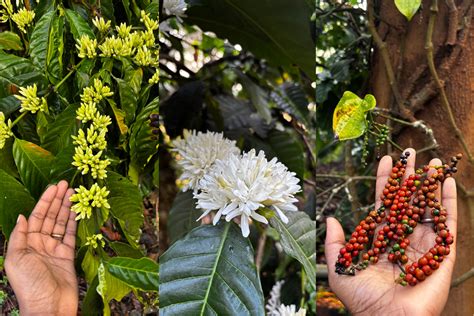 A journey into Coorg’s coffee estates, where a 9-day bloom creates one ...