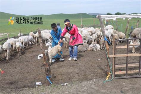 新疆青山羊价格 青山羊怀孕母羊 成年青山羊种公羊出售 包运输-阿里巴巴
