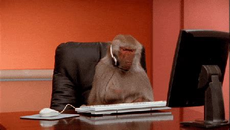 Image result for Monkey Using a Computer GIF