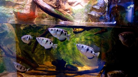 Newport Aquarium Coupons