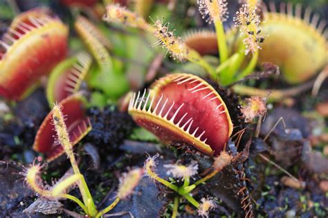 Carnivorous Plants Eating Mouse