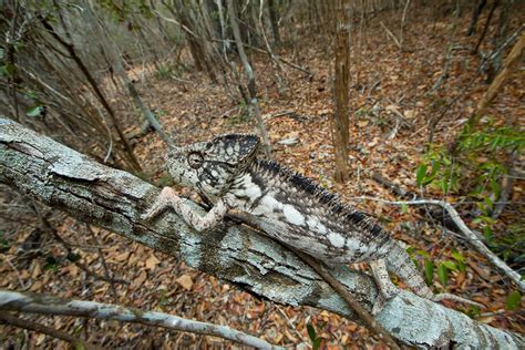 Chameleons’ Craziest Color Changes Aren’t for Camouflage | National Geographic