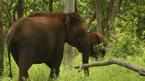Assam: Three elephants electrocuted to death in Karmrup district ...