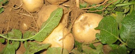 土豆怎么种植方法-农百科