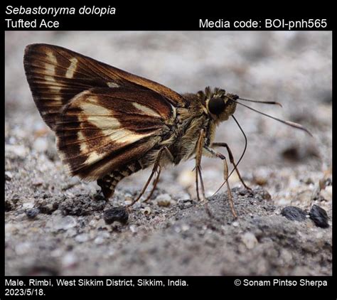 Sebastonyma dolopia (Hewitson, 1868) - Tufted Ace | Butterfly