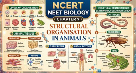 NCERT NEET Biology English Medium Part-1 | Chapter 7 : Structural ...