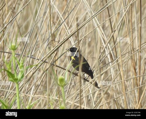 Yellow-winged Blackbird (Agelasticus thilius Stock Photo - Alamy