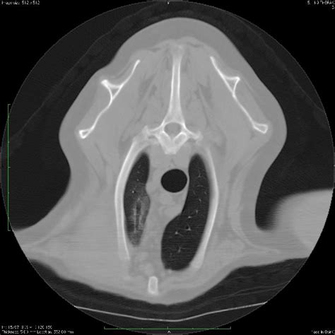 Image result for Hemangiosarcoma