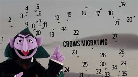 Why do crows migrate in the winter? - Coouge