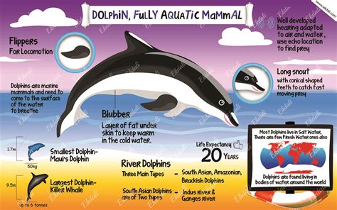 Dolphin Educational Poster for Kids