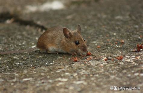 饭店就餐时突然掉下只老鼠，在桌上乱跑食客吓懵：全场鼠公子买单_手机新浪网