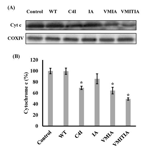 Direct Analysis of Mitochondrial Damage Caused by Misfolded ...