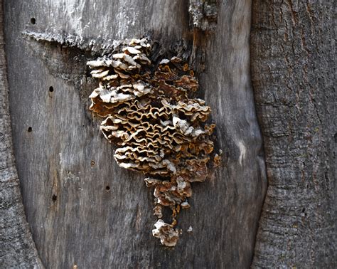 Tree Growth 的图像结果