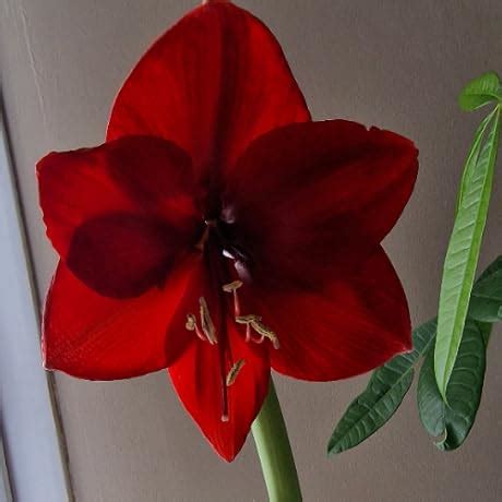 Duracell Specialty Alkaline AAAA Battery 1,5V, Pack of 2 (LR8D425 ...