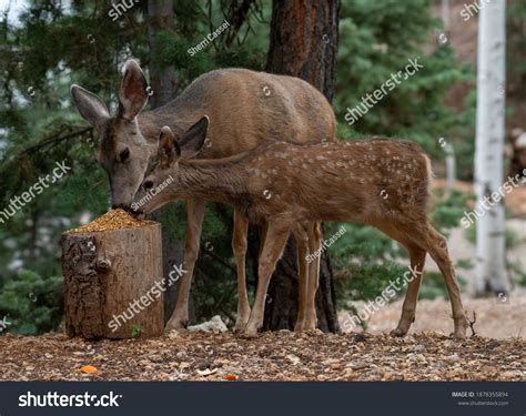 Do Deer Eat Artichokes at Alice Pinard blog