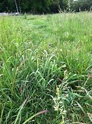 Image result for Different Types of Grass Hay