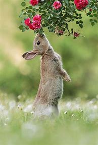 Image result for Wild Rabbit Photography