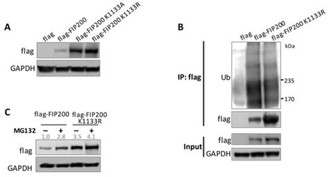FIP200 Methylation by SETD2 Prevents Trim21-Induced Degradation and ...