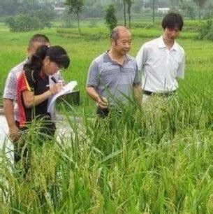 农发行萍乡市分行5.5亿元贷款支持打造“杂交水稻制种之乡”_湘东区