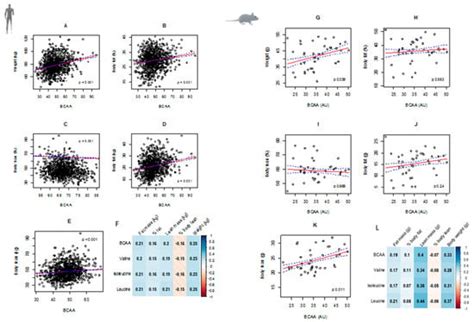 Of Older Mice and Men: Branched-Chain Amino Acids and Body Composition