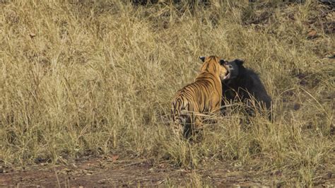 Battle Of Behemoths: Sloth Bear Vs Tiger | Nature inFocus