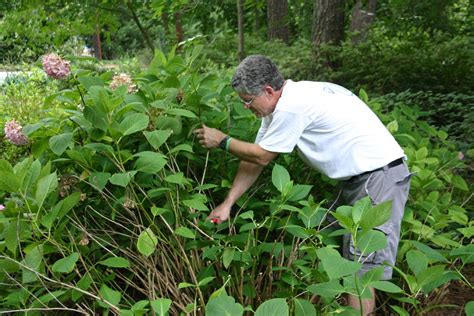 Pruning Hydrangea Blooms at James Tatom blog