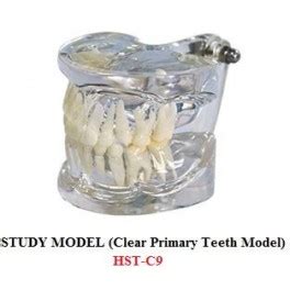 Study Model ( Clear Primary Teeth Model ) HST-C09 - Dentalmart