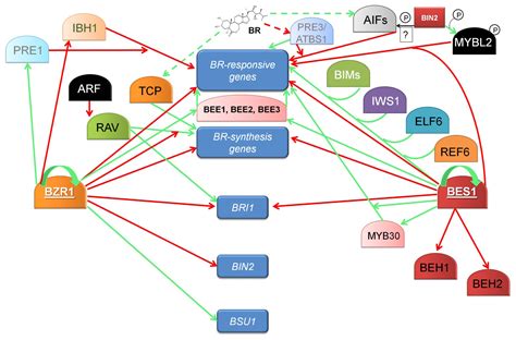 The Brassinosteroid Signaling Pathway—New Key Players and ...