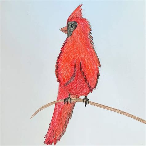 Cute Cardinal Drawing