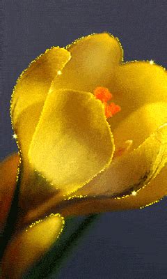 Image result for Tulips Flower Using Python