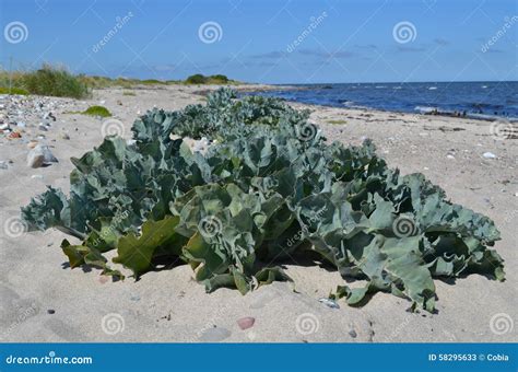 Edible Sea Kale (Crambe Maritima) Stock Image - Image of closeup, leaf ...