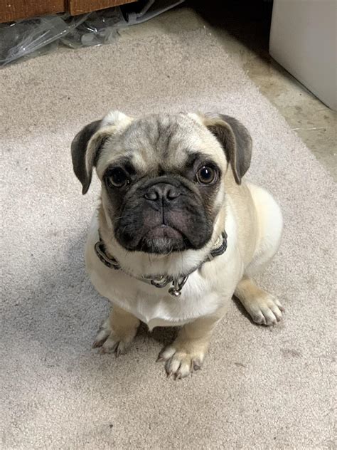 Meet Percy the long haired pug. He is 5 months old this week. He’s my ...