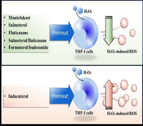 The Effects of Asthma Medications on Reactive Oxygen Species Production ...