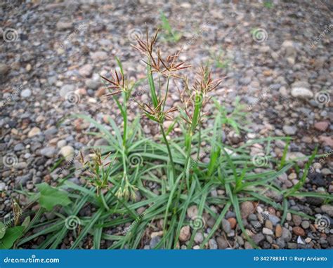 Cyperus Rotundus Coco-grass, Java Grass, Nut Grass, Purple Nut Sedge, Purple Nutsedge, Red Nut ...