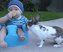 Image result for Cutest Baby Bunny Ever