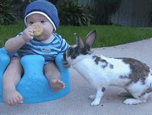 Image result for Cutest Bunny GIF Ever