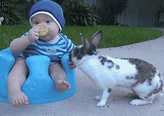 Image result for Super Cute Baby Bunny Funny