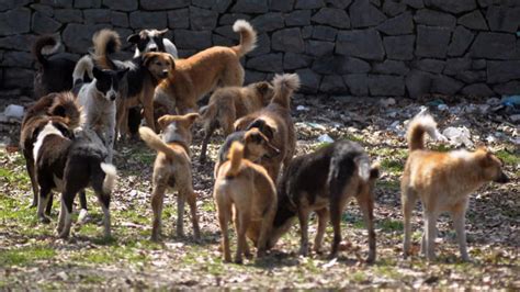 Rajasthan: 9-year-old mauled to death by stray dogs, was out to ...