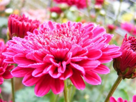 Image result for Red Program Code