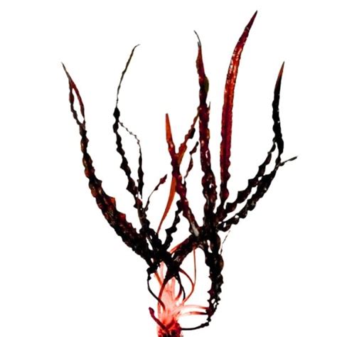 Cryptocoryne spiralis ‘Red Velvet’ – LM Pet Shop