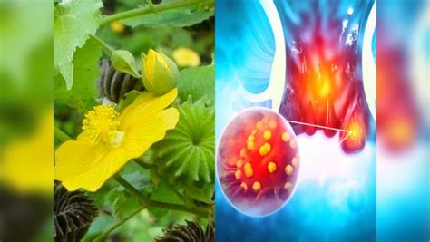 Thuthi Leaf Benefits : மோசமான ரத்த மூலத்தையும் ஒரே வாரத்துல சரிசெய்யும் ...