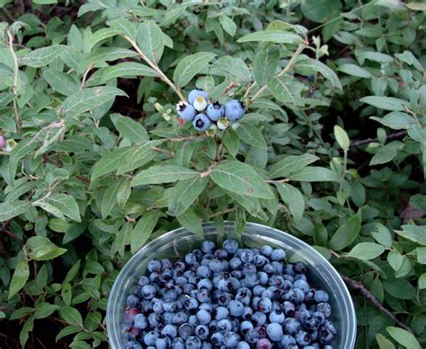 How to grow Wild blueberries? - Twigs Cafe