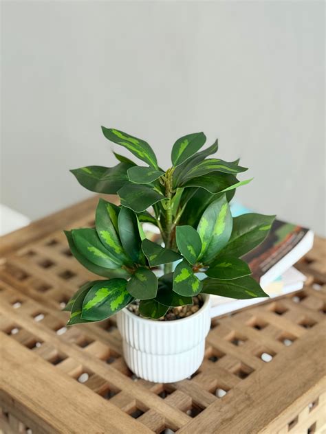 Artificial Mini Tropical Dracaena Plant – High Objects