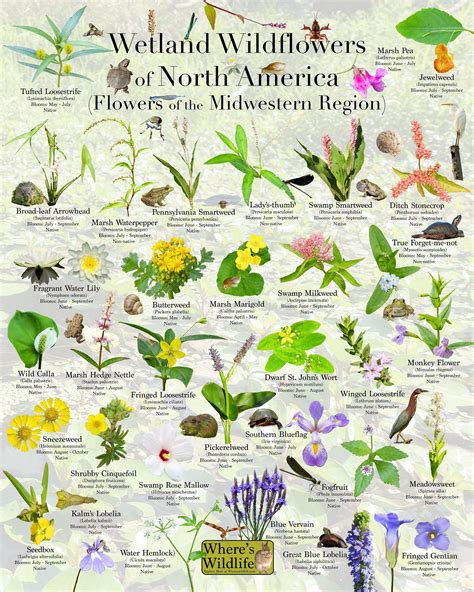 Where's Wildlife Presents Wetland Wildflowers of North America ...