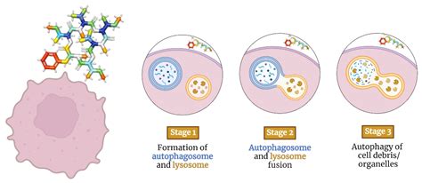 Depsipeptides Targeting Tumor Cells | Encyclopedia MDPI